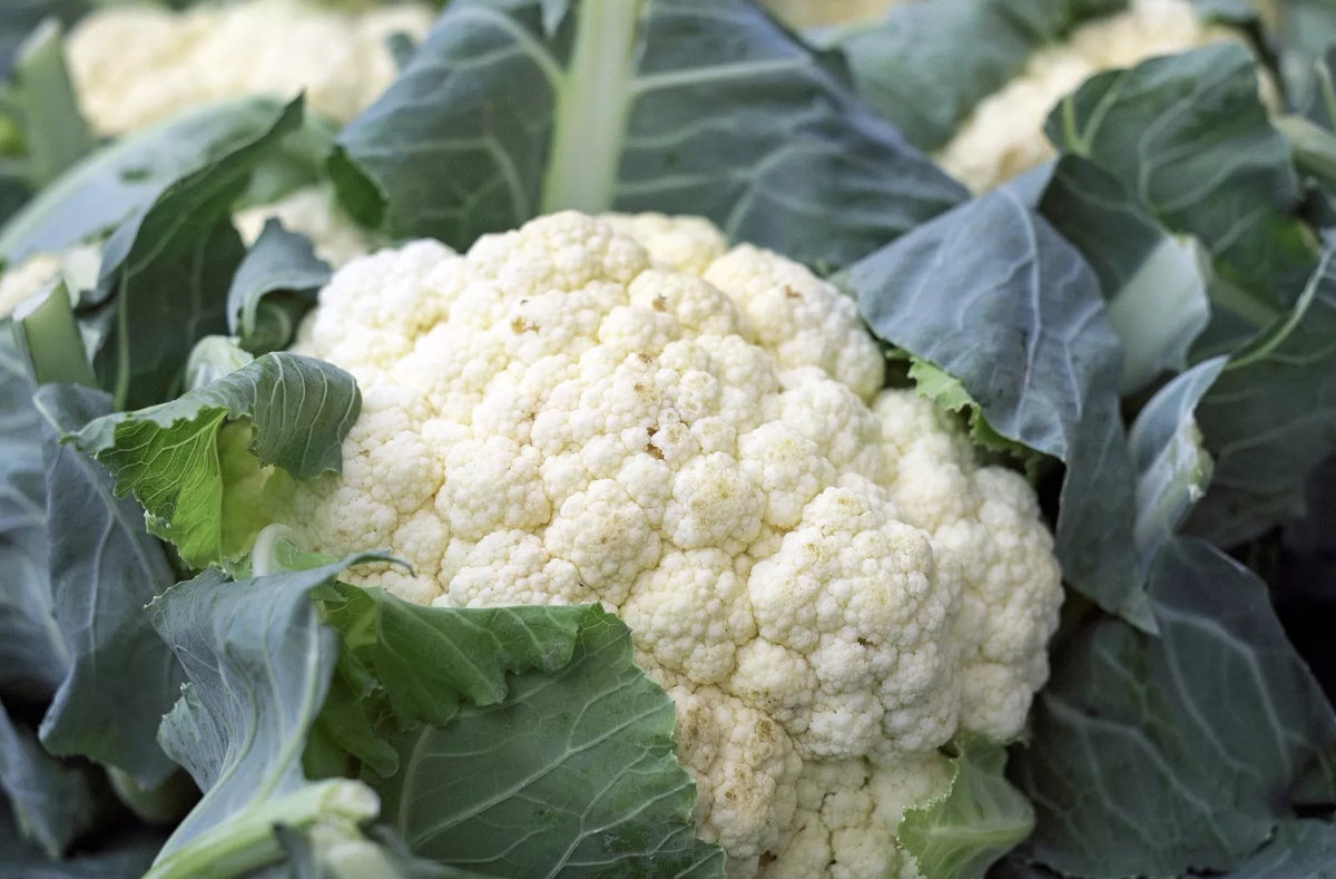 Cauliflower Seeds, Organic Snowball Y Improved, Non-GMO, Self-Blanching, Brassica oleracea var. botrytis