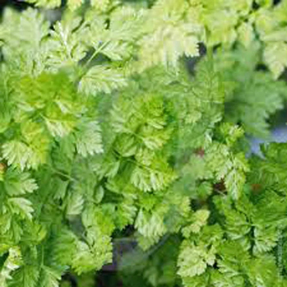 Chervil Seeds - Heirloom NON-GMO - Culinary Herb - Anthriscus cerefolium - 100+ Seeds Seed Packet