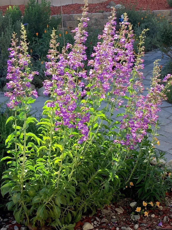 Showy Penstemon Seeds 100 Pack - Penstemon Spectabilis - Vibrant Tubular Flowers for Pollinator Gardens