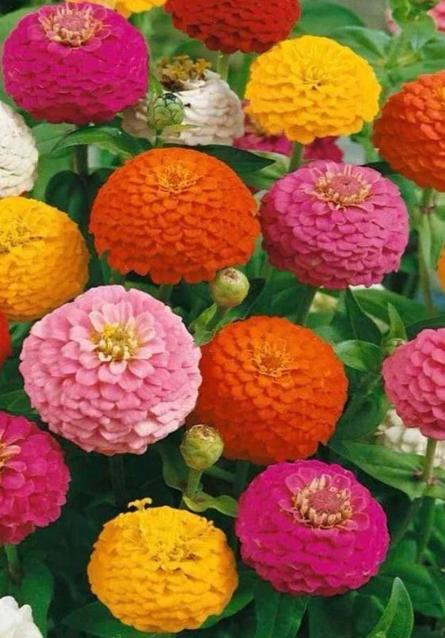 100+ Seeds Lilliput Zinnia Mix Non-GMO Zinnia elegans Colorful Blossoms