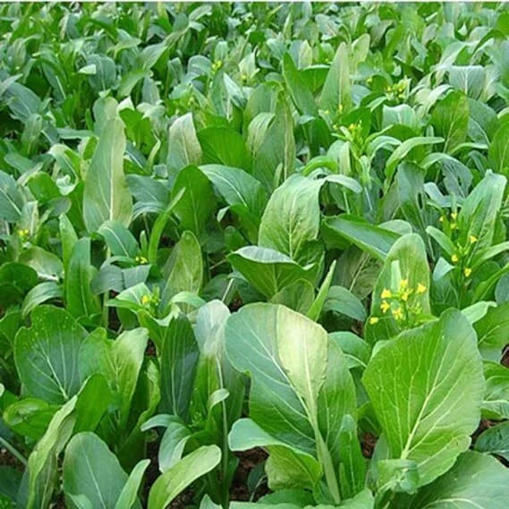 Yu Choy Sum Seeds – Heirloom Brassica rapa var. parachinensis – Early Flowering Green Vegetable Seed Packet