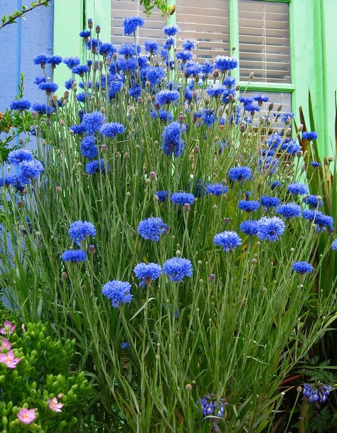 Batchelor Button Flower Seeds Blueboy Variety - Florist Quality Centaurea cyanus for Garden & Cut Flowers