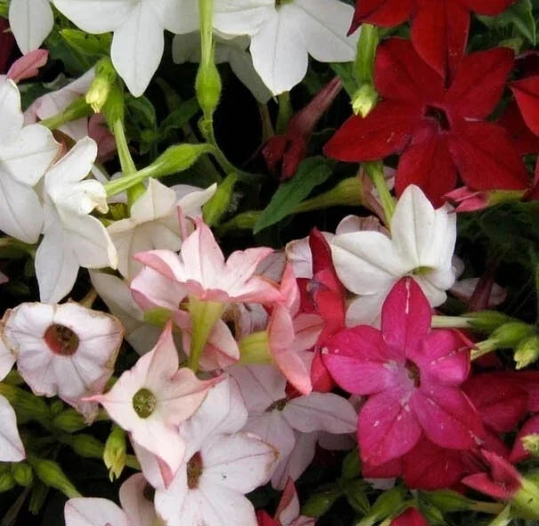 Tobacco Seeds - Non-GMO SENSATION Mix (Jasmine) Fragrant Flowers - Nicotiana spp. - 1000 Seeds