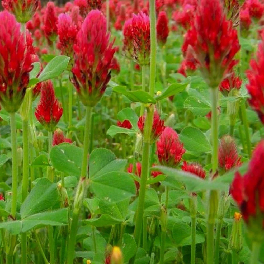 Crimson Clover Seeds | Heirloom NON-GMO Cover Crop | Trifolium incarnatum for Soil Improvement & Biodiversity