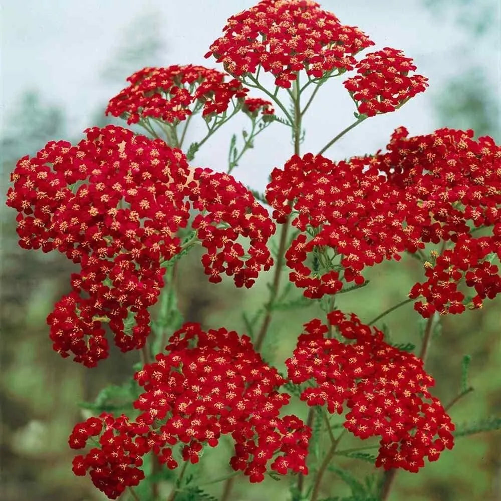 Yarrow Seeds 100 Pack - Cerise Queen Achillea millefolium Flower Seeds for Garden, Landscaping & Pollinator Gardens