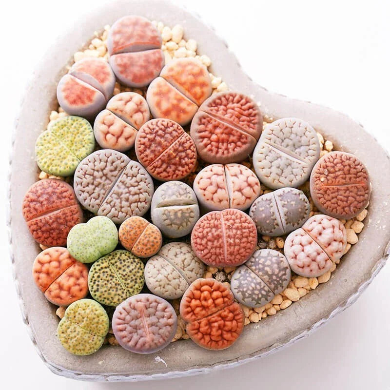 Mixed Lithops Seeds 100pcs - Pseudotruncatella Living Stones Succulent Seeds