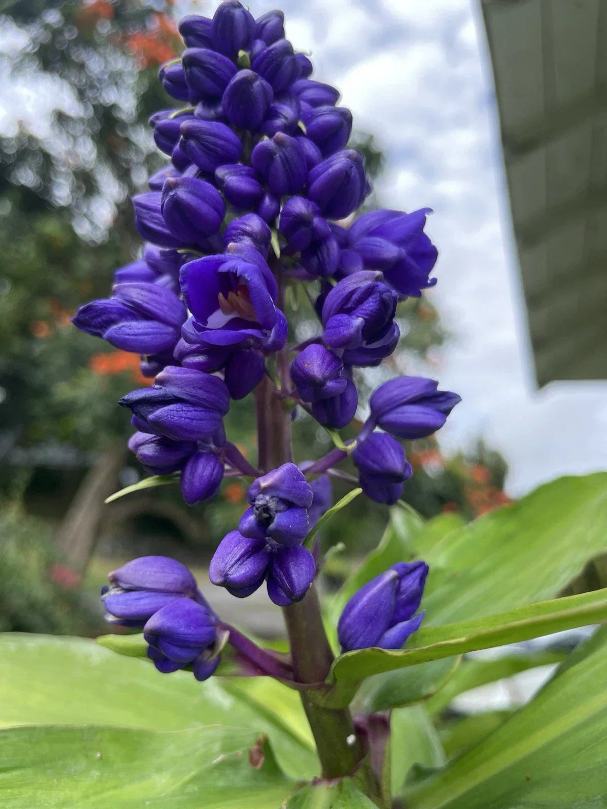 Blue Ginger Plant Cuttings - 3 Count - Dichorisandra Thyrsiflora - Hawaii Grown Tropical Plants