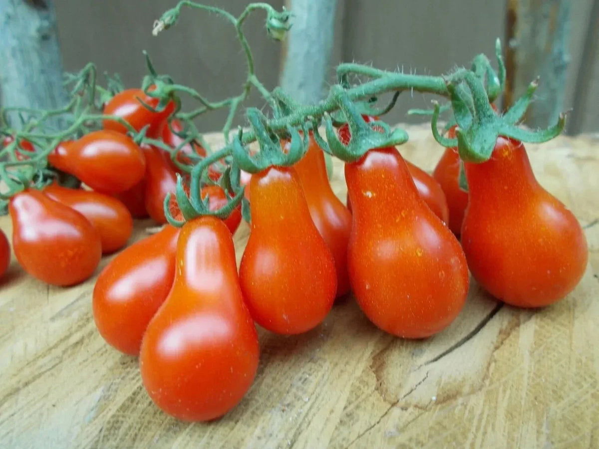 Red Pear Tomato Seeds - Heirloom Non-GMO Lycopersicon esculentum, 30+ Seeds for Gardening & Container Growing