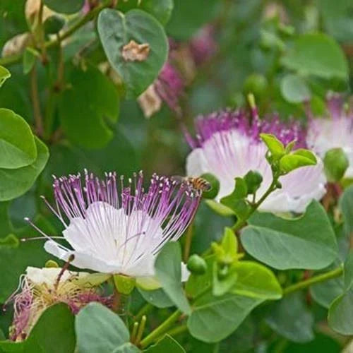 Heirloom Non-GMO Caper Bush Seeds - 5 Seeds - Capparis spinosa