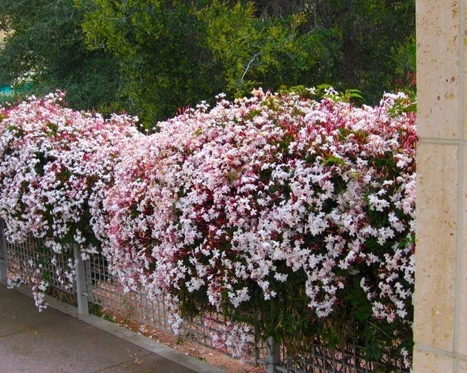 Pink Jasmine Starter Plant - Jasminum Polyanthum - Rooted, Extremely Fragrant Flowering Vine for Gardens and Indoors