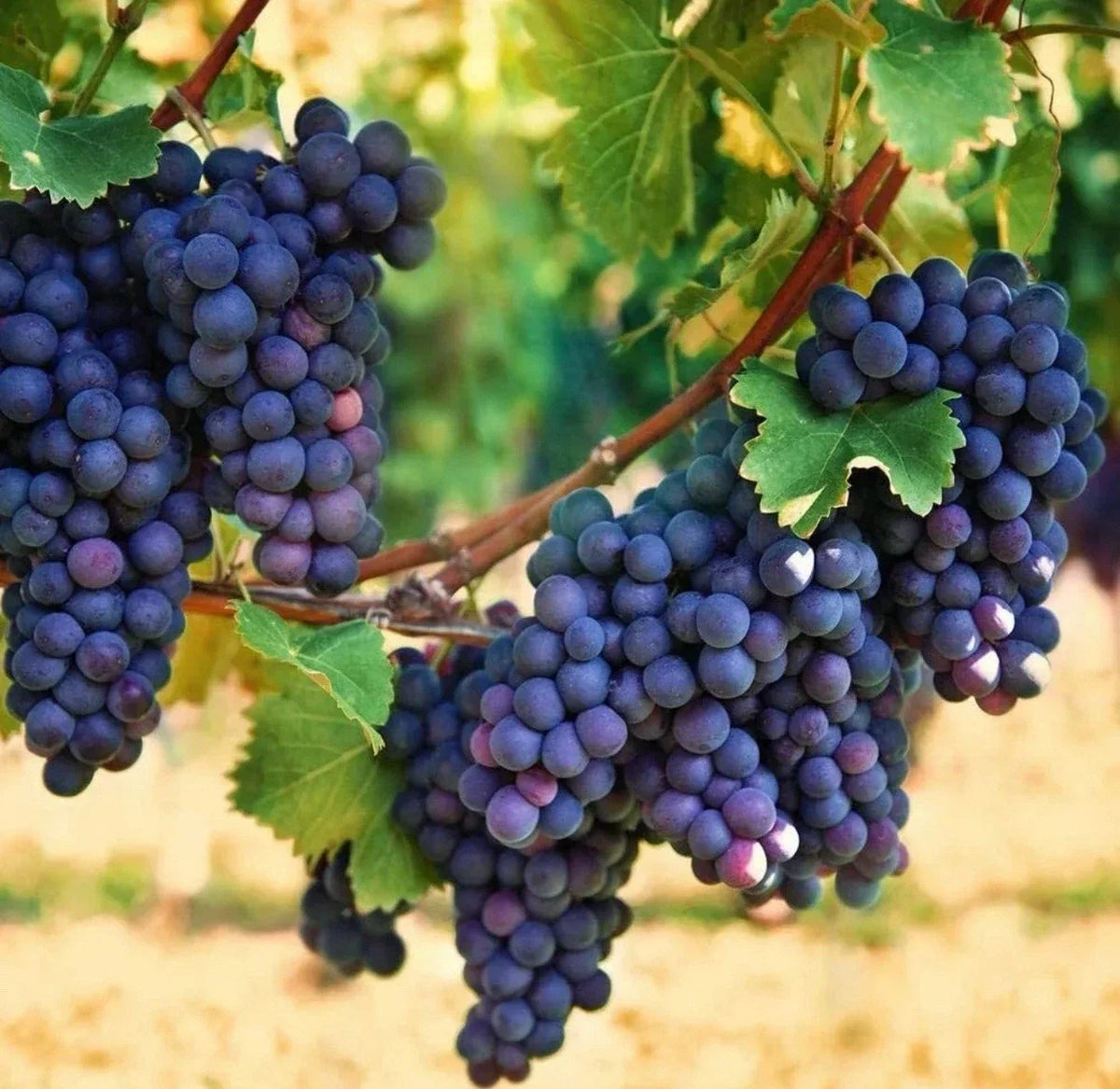 Organic Concord Grape Starter Plant, Vitis labrusca, 6-15 inches, Hardy Perennial for Home Garden & Edible Gardening
