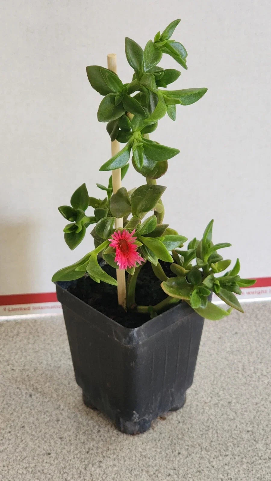 Sun Rose Plant in Soil - Red Apple Variety, Aptenia cordifolia, 6-8 Inches, Succulent, Drought Tolerant, Indoor or Outdoor