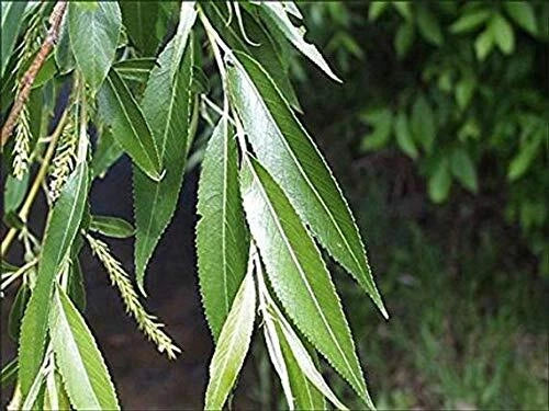 Black Willow Tree Cuttings - Salix nigra Shade and Privacy Trees