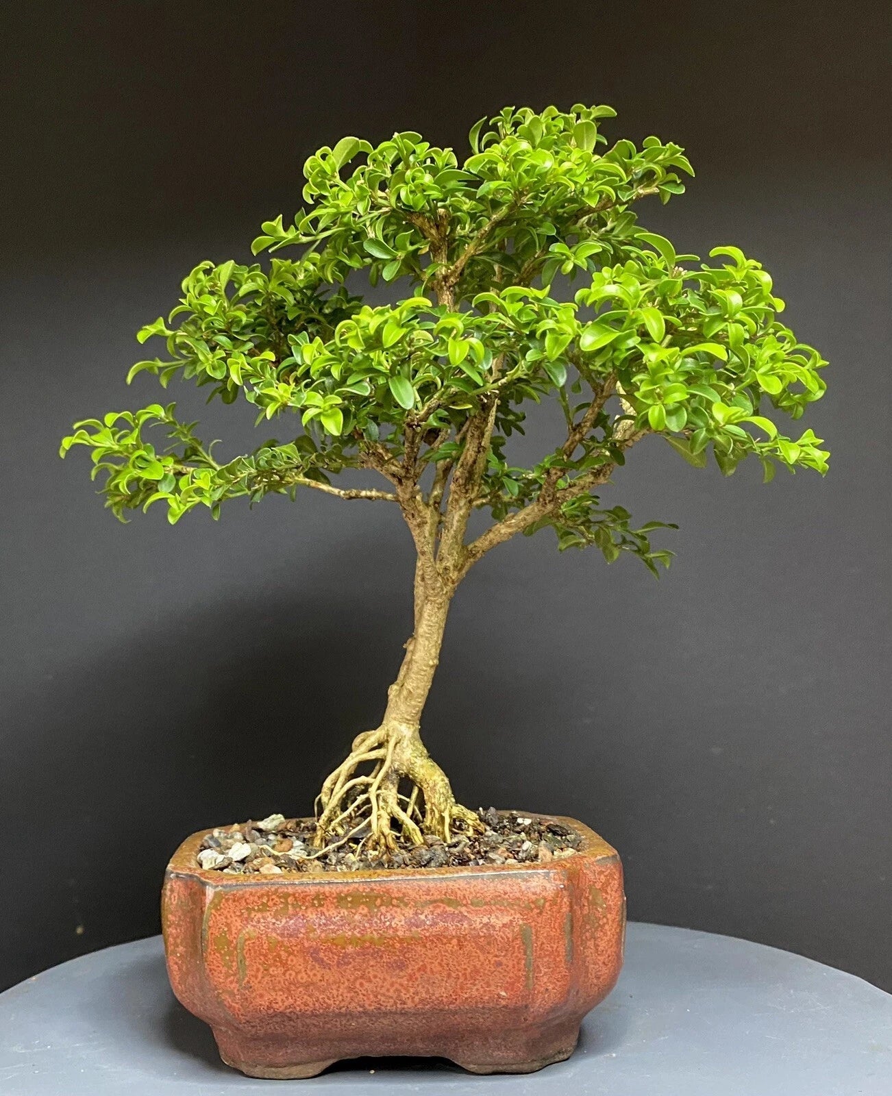 Bonsai Tree Kingsville Boxwood 12-Year-Old 9-Inch Indoor Plant in Chinese Glazed Pot, Low Maintenance, Home Decor