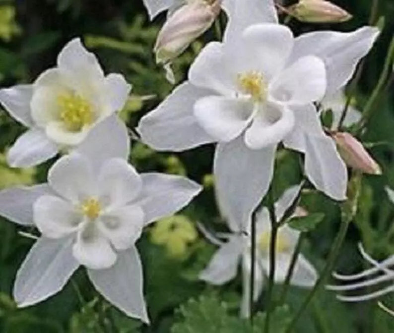 Columbine Seeds 20 Pure White Aquilegia Perennial Flower for Gardens, Pollinator Attracting Seeds
