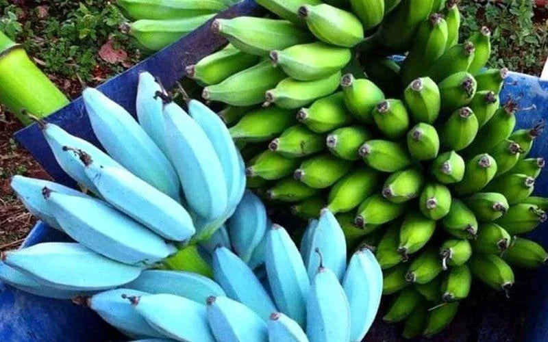 Live Blue Java Banana Tree Starter Plant – Musa acuminata ‘Ice Cream’ – Tropical Blue-Green Foliage & Sweet Fruit