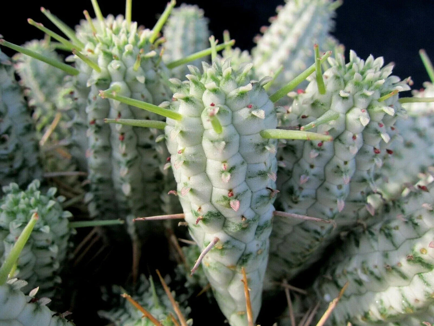 Euphorbia Mammillaris Variegated Cuttings - Succulents for Propagation - Indian Corn Cob Cactus - 2 Pieces