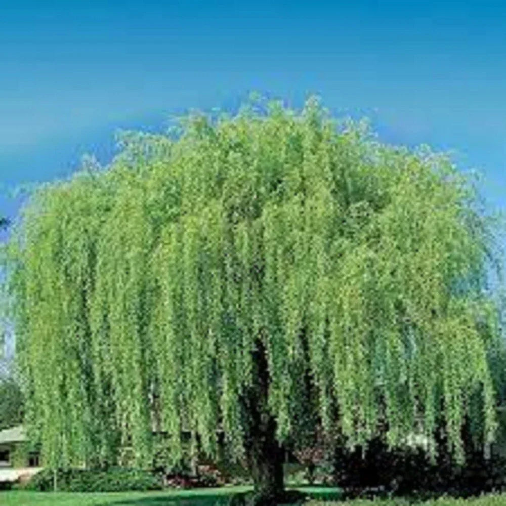 Weeping Willow Cuttings - 10 Unrooted Salix babylonica Propagation Kit - Fast Growing Water-Loving Tree