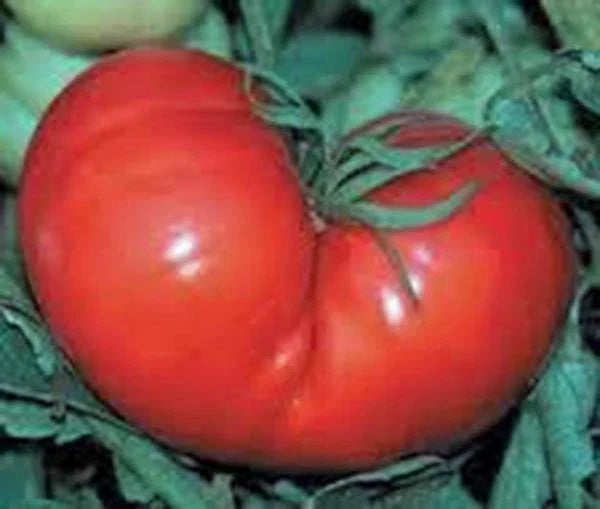 Heirloom Tomato Seeds - Red Ponderosa, 500 Non-GMO Seeds, Large Juicy Tomatoes, Solanum lycopersicum, Perfect for Home Gardens