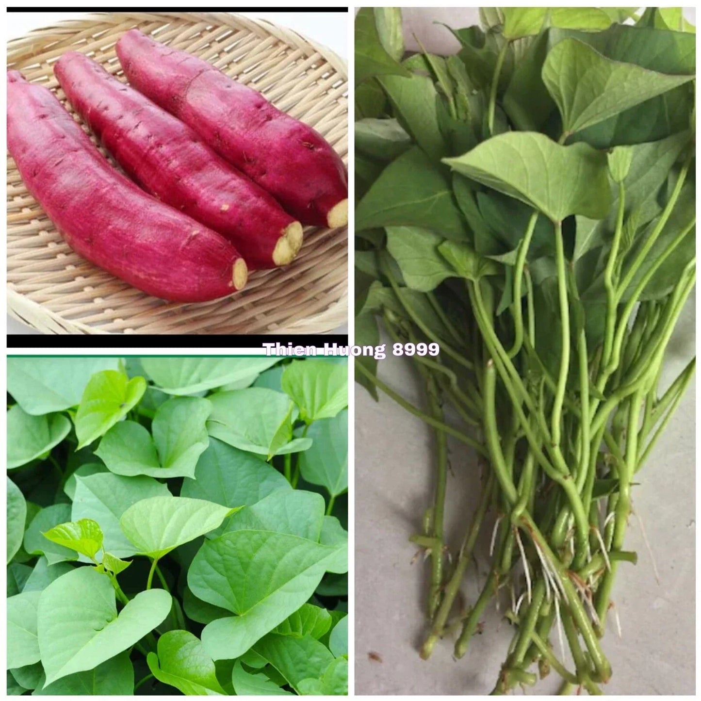 Red Japanese Sweet Potato Slips - Organic Ipomoea batatas - 10 Vining Plant Cuttings for Garden and Cooking