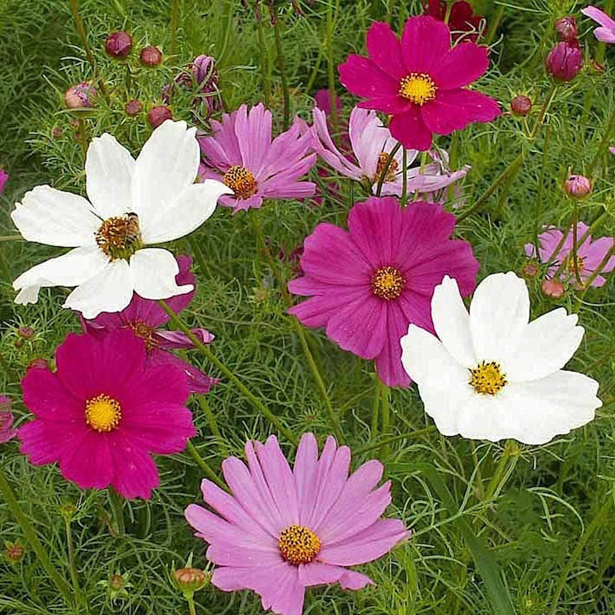 Sensation Tall Mixed Cosmos Wildflower Seeds 1/4 lb - Cosmos bipinnatus - Attract Pollinators, Wildflower Garden, Annual Seeds