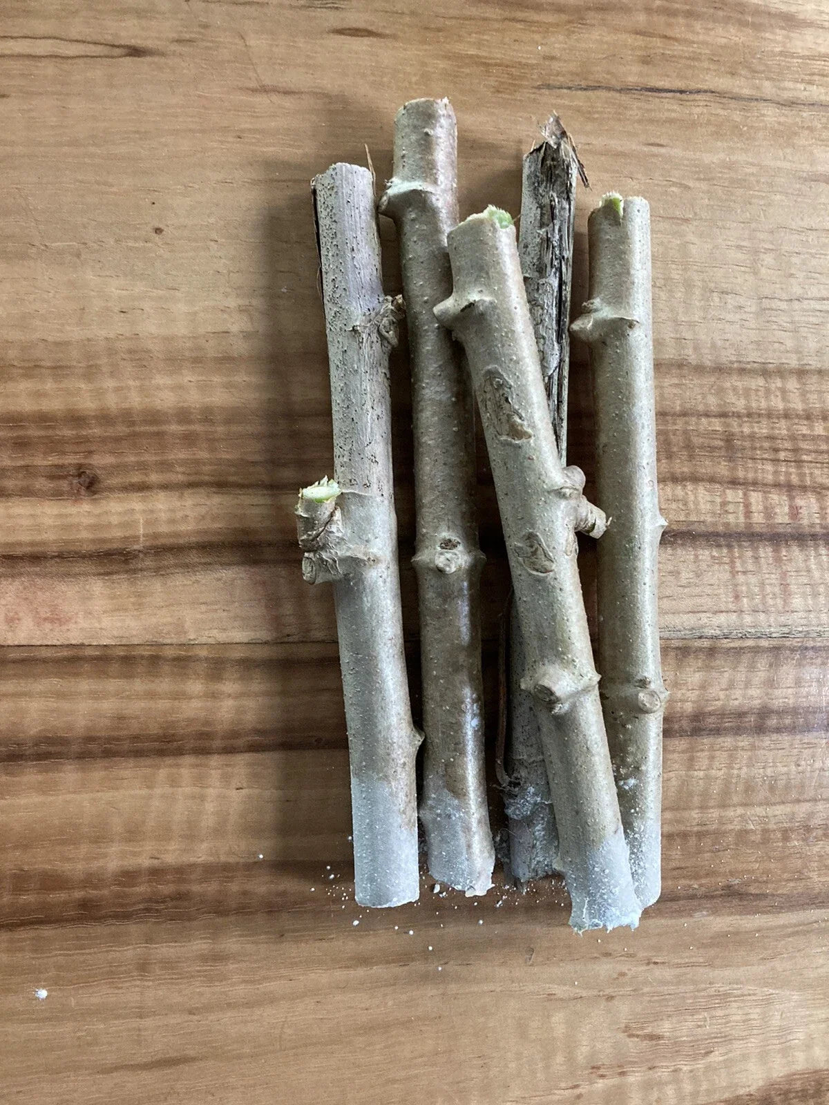 Yuca Cassava Stem Cuttings - 5 Healthy Manihot esculenta Planting Material for Gardening and Farming