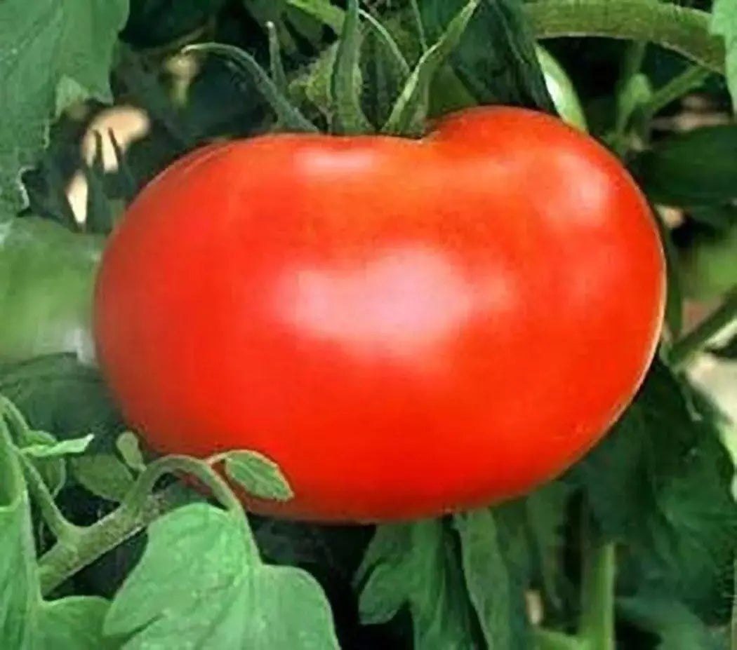 Big Boy Tomato Seeds - Organic NON-GMO Hybrid Solanum lycopersicum, 30+ Seeds for Home Gardening, Juicy Red Tomatoes