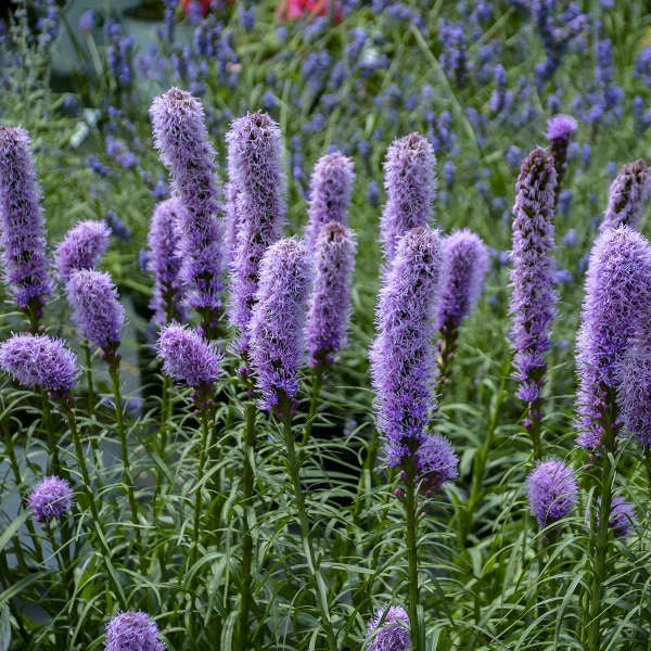 Gayfeather Seeds - 100+ Liatris spicata Perennial Seeds for Butterfly & Bee Attraction, Vibrant Purple Spiked Flowers, Free Shipping