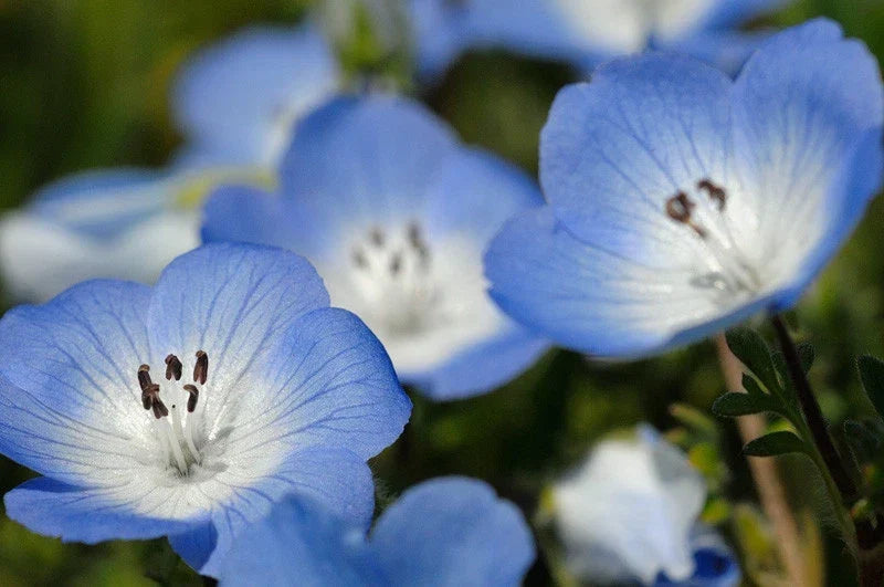 Baby Blue Eyes Flower Seeds - Nemophila menziesii - Shade-Tolerant, Blue Blooms, 565 Seeds for Gardens & Landscaping