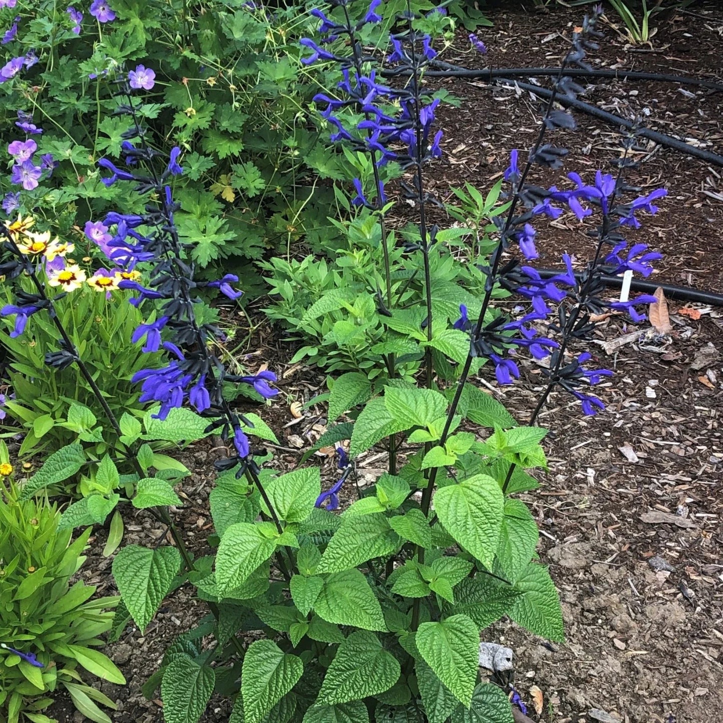 Salvia Black and Blue Live Starter Plant, Vibrant Cobalt-Blue Flowers, Pollinator Magnet, Salvia guaranitica