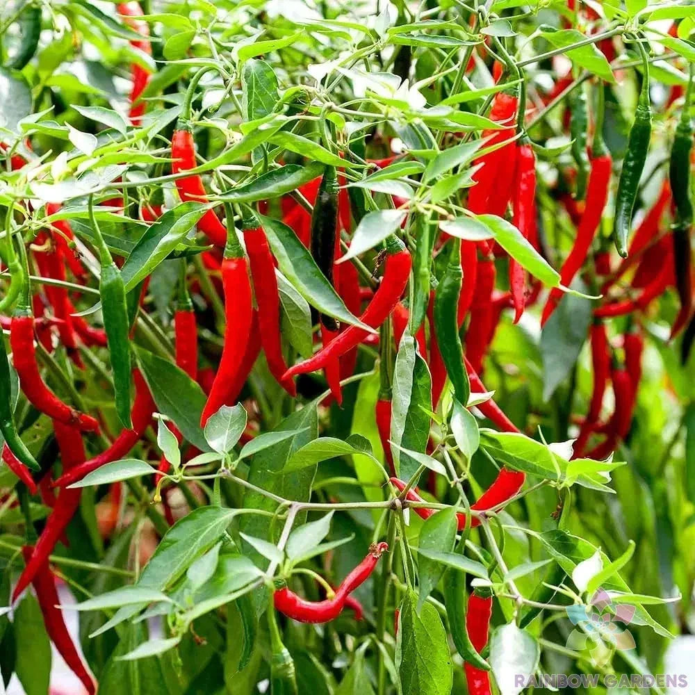 Skyline Red Hot Pepper Seeds - 25+ Pack - Capsicum annuum - USA Grown