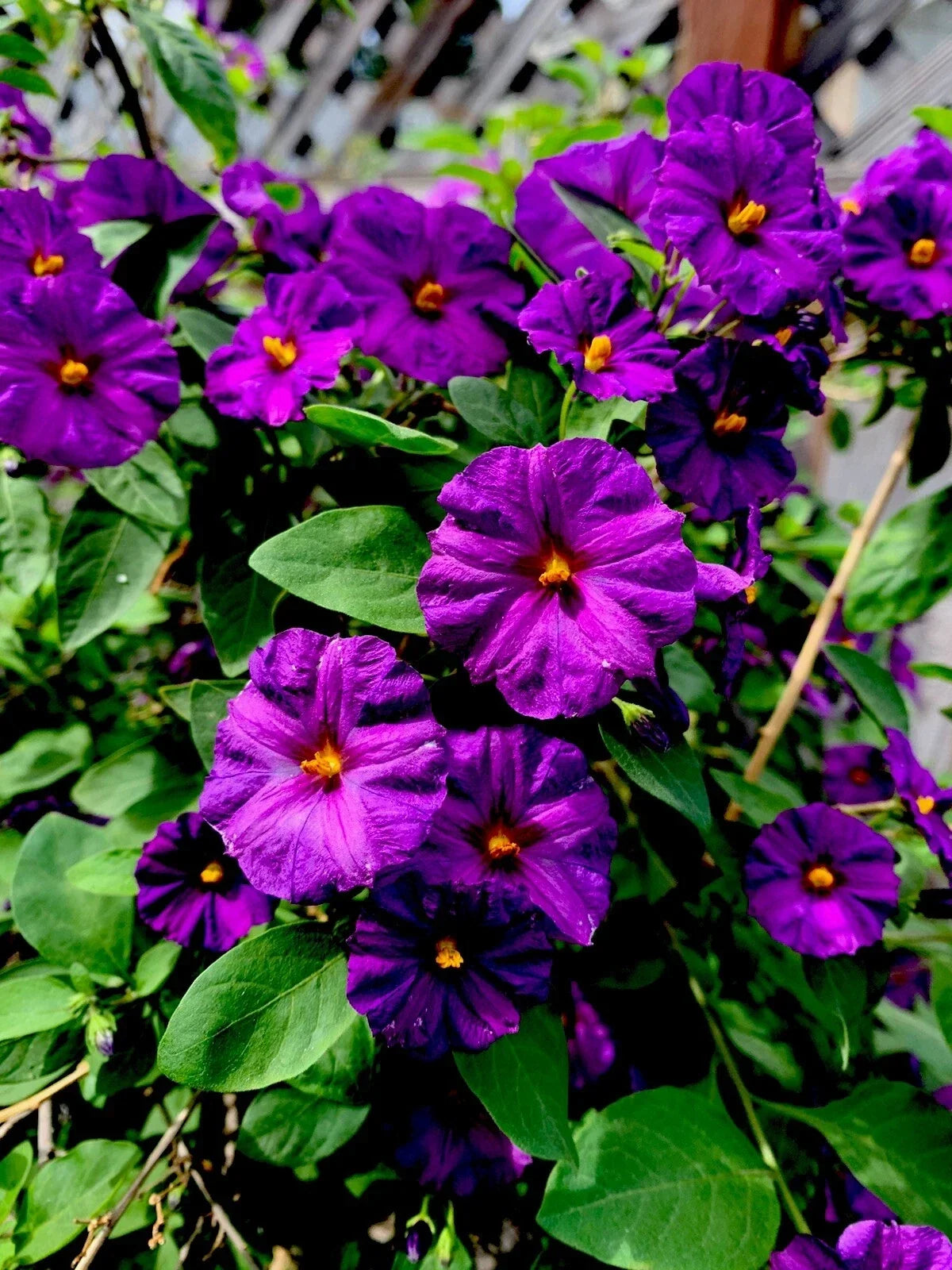 Lycianthes rantonnetii Live Plant - 6" Kangaroo Apple, Tropical Perennial for Indoor & Outdoor Gardening