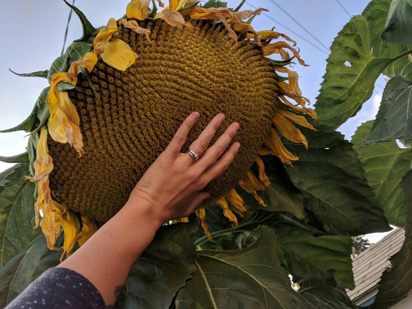Mammoth Grey Stripe Sunflower Seeds - 50 Large Helianthus annuus Pack for Tall, Giant Flowers, Garden, Pollinator Attracting