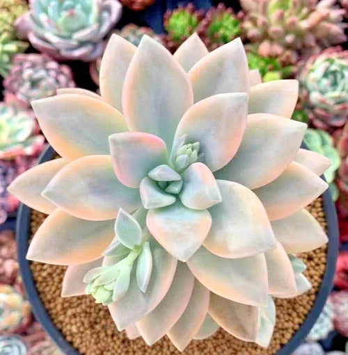 Graptopetalum paraguayense 'Jester' Succulent Plant 2.5" Potted Variegated Leaves Indoor Houseplant