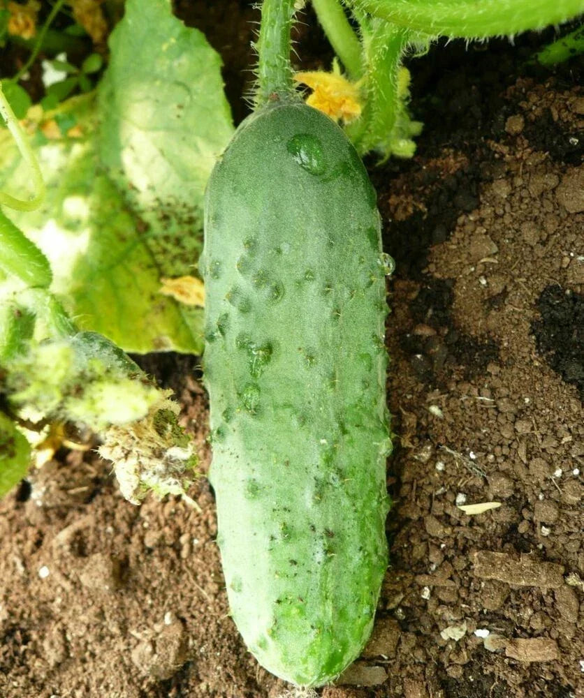 Calypso Cucumber Seeds – Non-GMO Pickling Variety for Vegetable Garden – Cucumis sativus, Pack of 50+