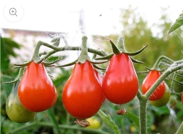 Red Pear Tomato Seeds - 100 Non-GMO Heirloom Solanum lycopersicum for Home Gardens & Containers