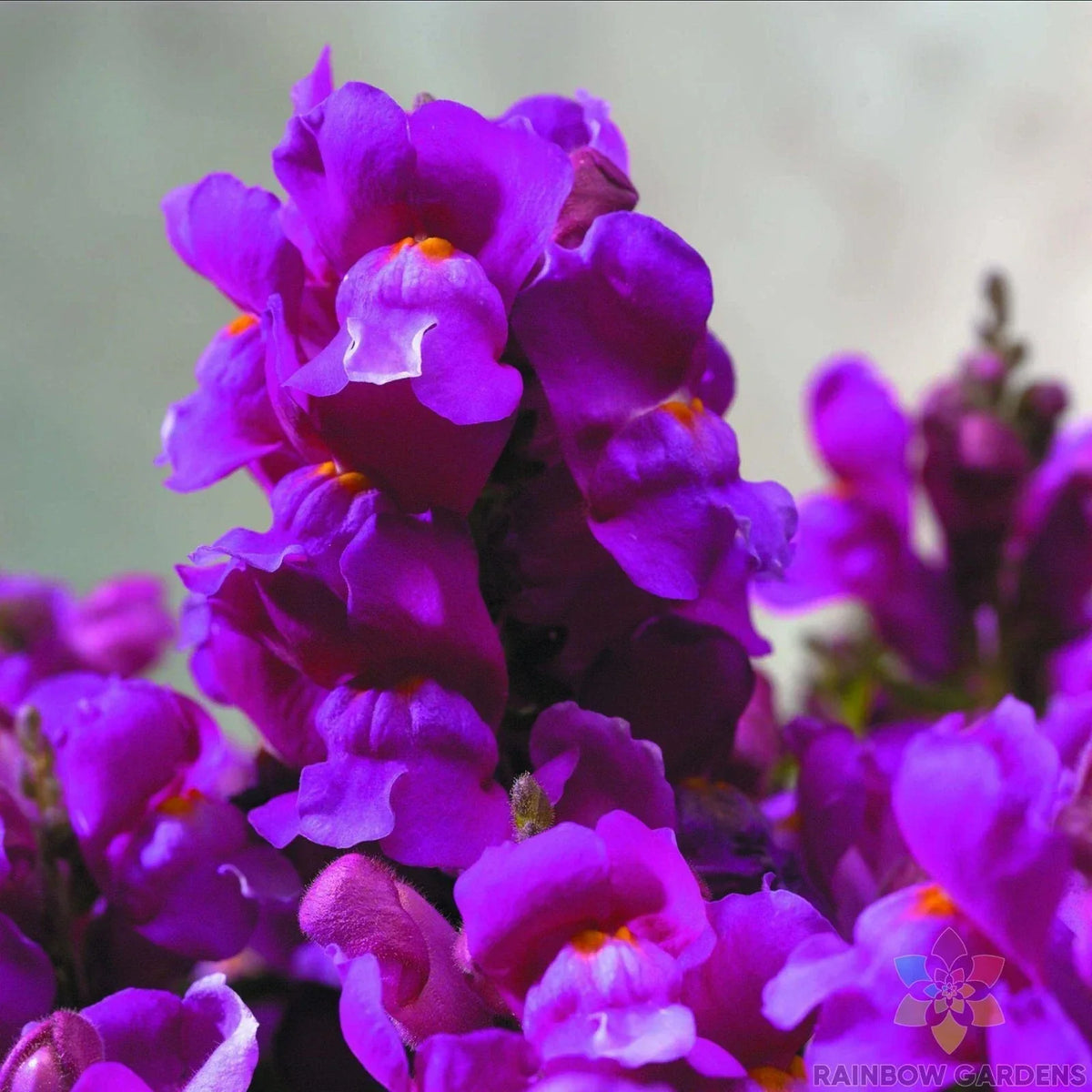 Purple Snapdragon Seeds - 1000+ Floral Showers Antirrhinum majus for Garden Planting