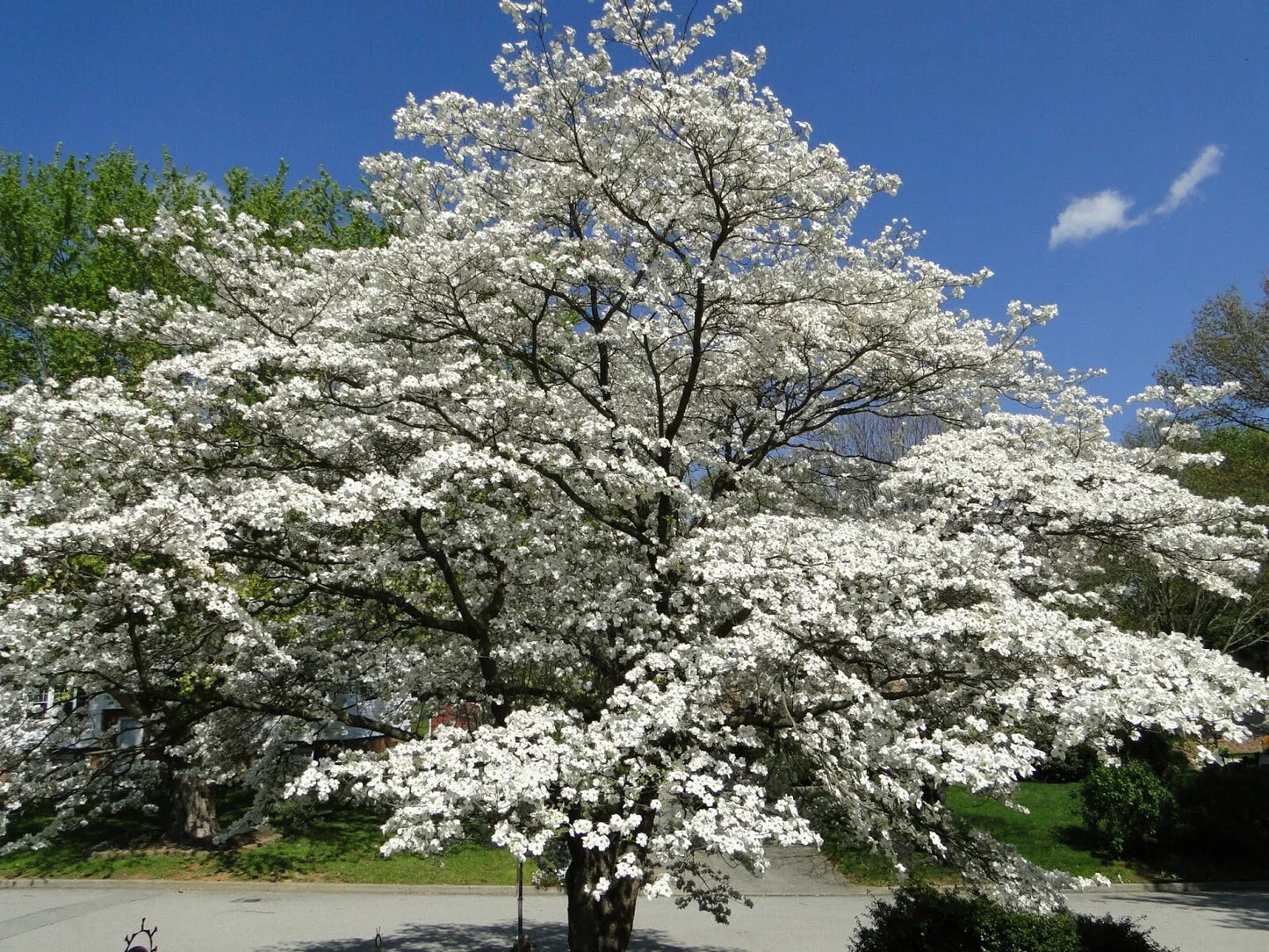 Flowering Dogwood Tree Live Plant Set of 2, 12-18 Inches, Cornus florida, Bare Root, Hardy Zones 5-9