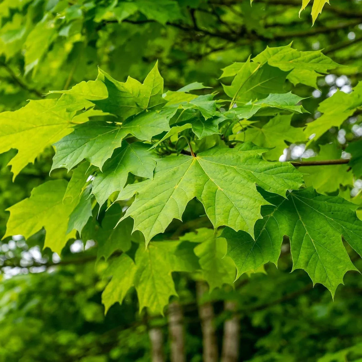 Organic Green Maple Tree Seeds - 10 Acer Bonsai Specimen for Hardwood, Fall Foliage, Syrup Production