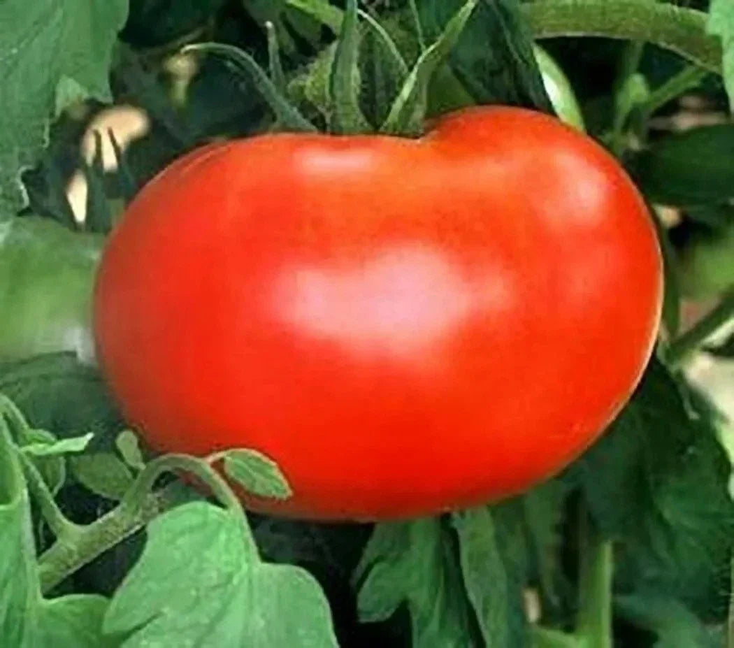 Burpee Big Boy Tomato Seeds - Organic Hybrid, Non-GMO, 30+ Seeds for Juicy, Large Tomatoes, Heirloom, Solanum lycopersicum
