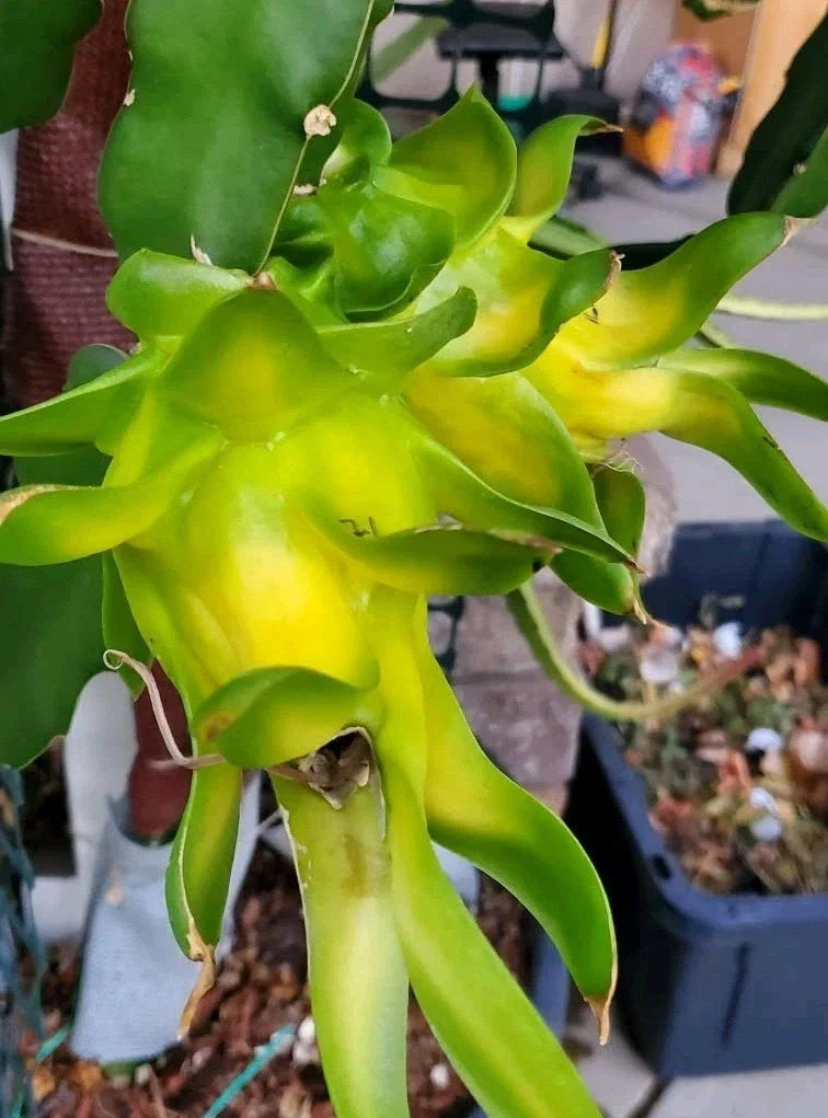 Rooted Yellow Dragon Fruit Cutting - 8-10 Inch Israeli Pitaya - Hylocereus megalanthus Exotic Fruit Plant for Garden or Pot
