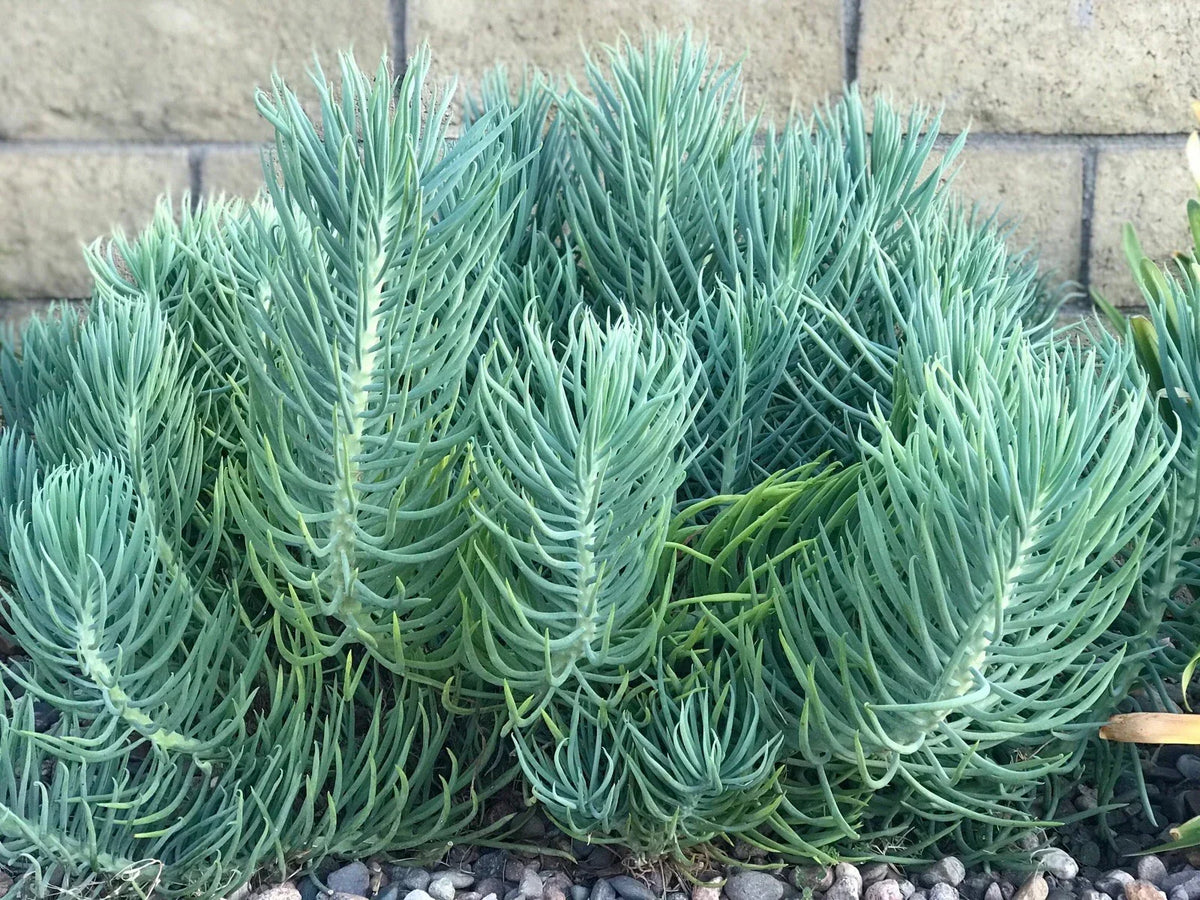 Senecio Mandraliscae Blue Chalk Sticks Succulent Cuttings – 5-Inch Live Plants for Indoor & Outdoor Drought-Tolerant Decor