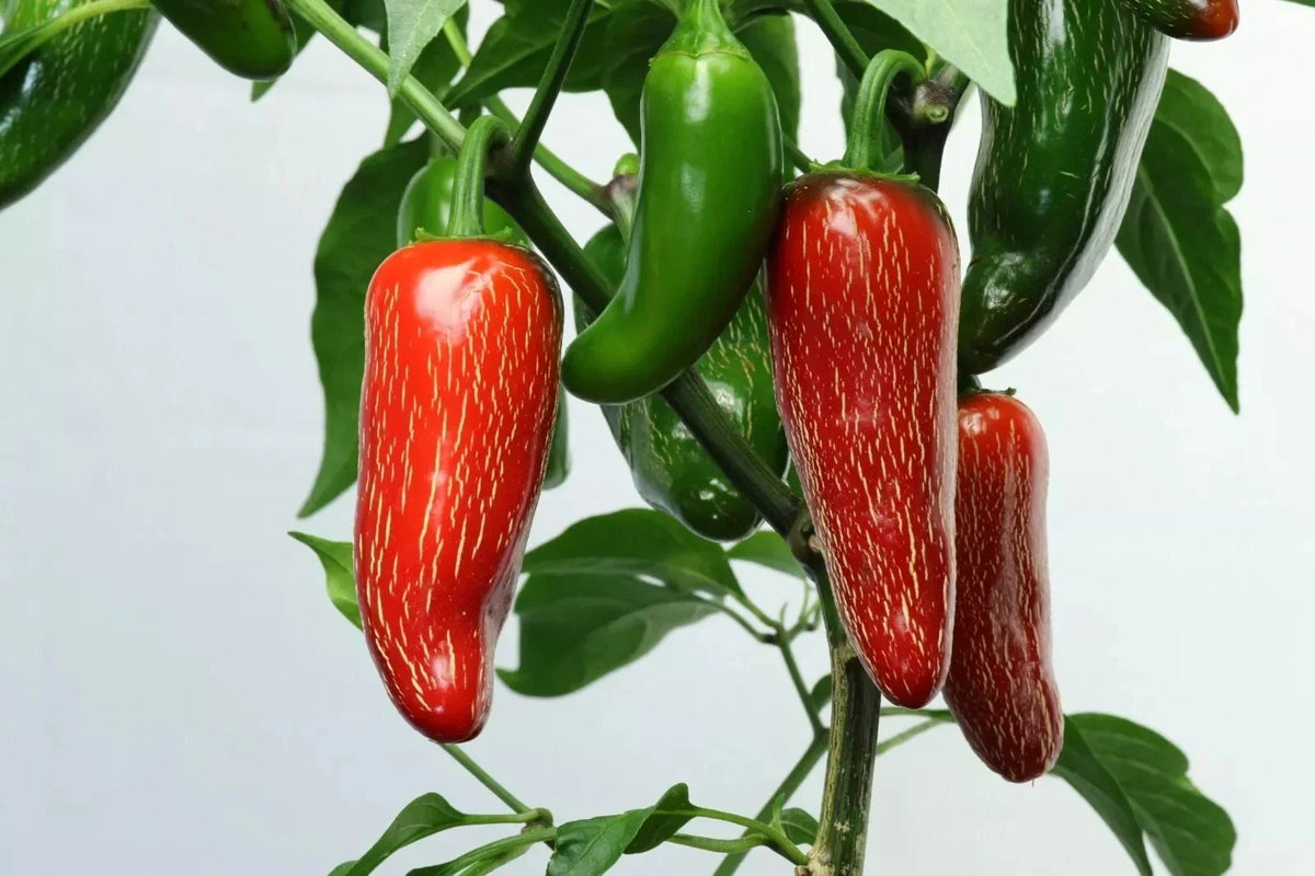 Early Jalapeno Pepper Seeds – Heirloom Non-GMO Capsicum annuum, Spicy Chili Seeds for Home Garden & Containers, 50+ Seeds
