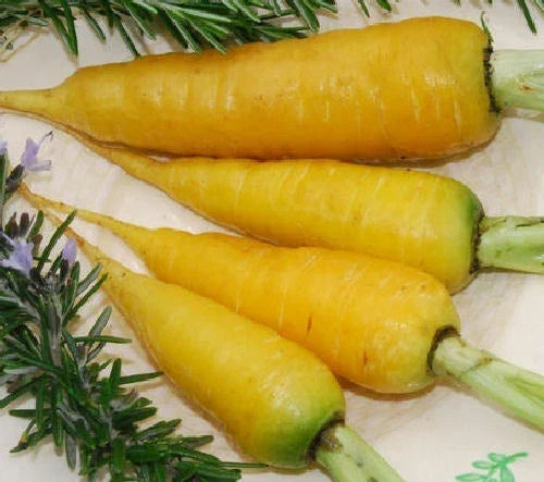 Solar Yellow Carrot Seeds - Daucus carota, 500 Non-GMO Open-Pollinated Vegetable Seeds for Home Gardening