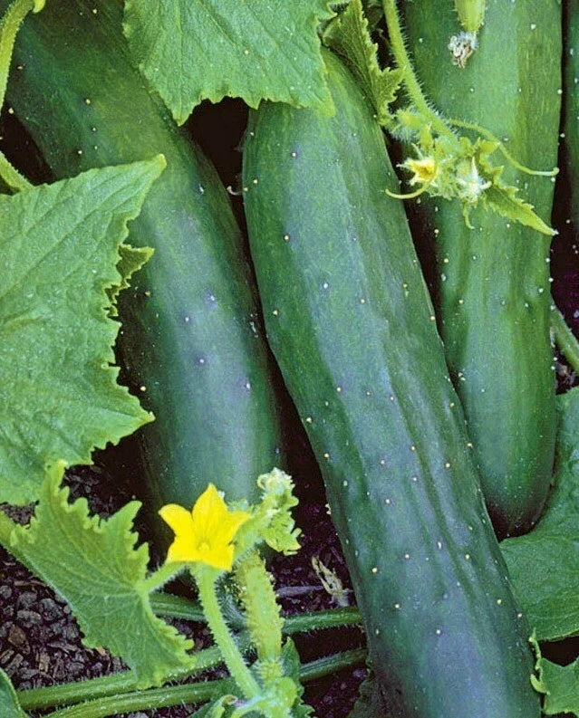 Marketmore 76 Cucumber Seeds, Non-GMO, Vegetable Garden, Vining, Cucumis sativus, 50+ Seeds