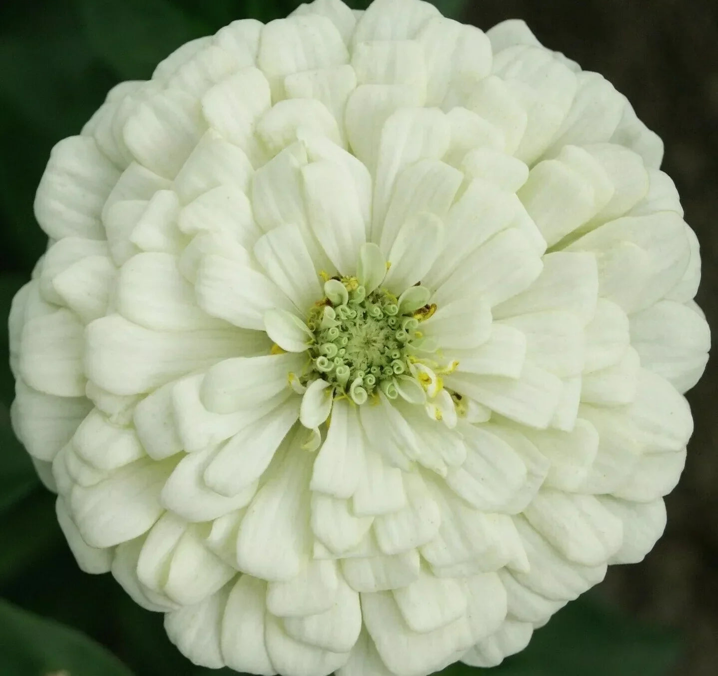 White Zinnia Flower Seeds - Polar Bear, Annual Garden Seeds for Bees and Birds, Zinnia elegans, Full Sun, Easy to Grow