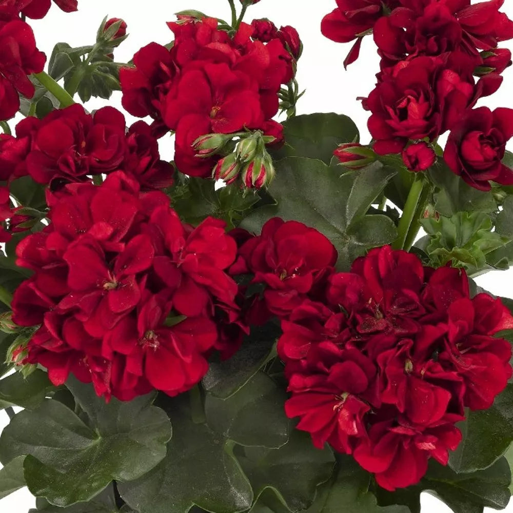 Double Red Geranium Seeds - Pelargonium × hortorum for Hanging Baskets, Perennial Flower Seeds, Red Blooms, Compact Growth