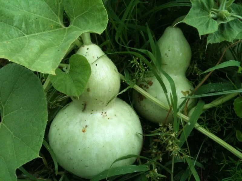 Birdhouse Gourd Seeds – Lagenaria siceraria – Pack of 15 Fresh Planting Seeds for DIY Garden Decor