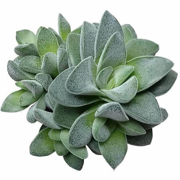 Crassula Morgans Beauty Succulent Plant - 2" or 4" Pot - Indoor Outdoor Hardy Succulent - Home Decor, Easy Care, Unique Rosette