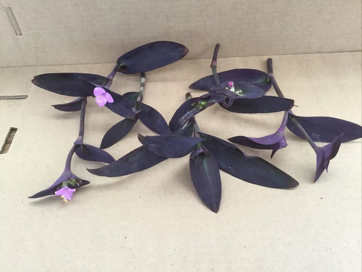 Purple Jade Cuttings 6 Pack - Easy to Grow Purple Perennial Crassula Ovata var. Gollum